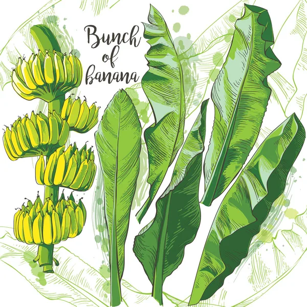 Folha de banana tropical vetorial, textura de frutas —  Vetores de Stock