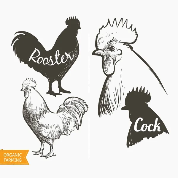 Set de vectores Gallina y Gallo. Silueta en blanco y negro y boceto de grabado. Cabeza de gallina macho y hembra. Ilustración realista vintage . — Archivo Imágenes Vectoriales