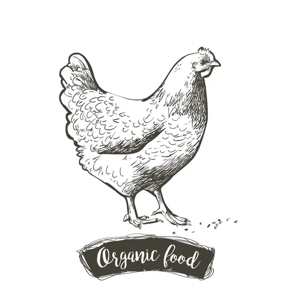 Διάνυσμα Hen, κοτόπουλο σίτιση σκετς χάραξης. Vintage απομονωμένη ρεαλιστική απεικόνιση. — Διανυσματικό Αρχείο