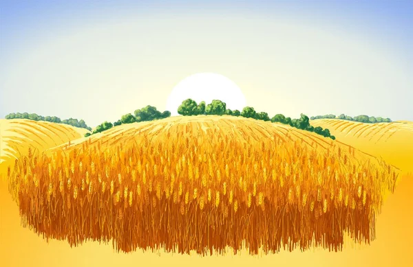 Vector rural summer landscape a field of ripe wheat on hills — Stock Vector