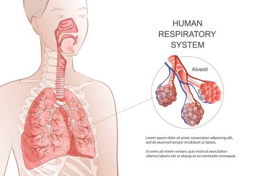 İnsan solunum sistemi, akciğerler, alveoller. Vektör Anatomisi illüstrasyonu.