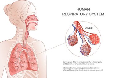 İnsan solunum sistemi, akciğerler, alveoller. Vektör Anatomisi illüstrasyonu.