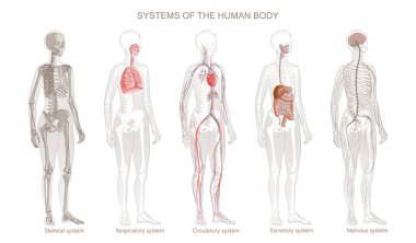 Vector Illustration of Human Body Systems Circulatory, Skeletal, Nervous, Digestive, Integumentary, Exocrine, Respiratory systems. clipart