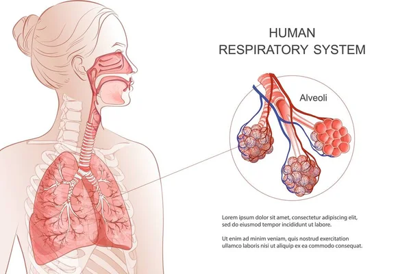 Menselijk ademhalingssysteem, longen, longblaasjes. Vector Anatomie illustratie. — Stockvector