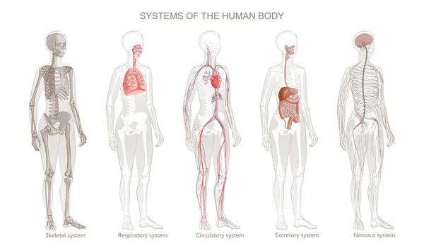 Illustrazione vettoriale dei sistemi del corpo umano Apparato circolatorio, scheletrico, nervoso, digestivo, integrativo, esocrino, respiratorio . — Vettoriale Stock