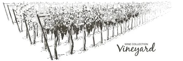 Vector Viña plantación colinas paisaje. Dibujo de hileras de viñedos con manchas de vino. ilustración de boceto de línea — Vector de stock