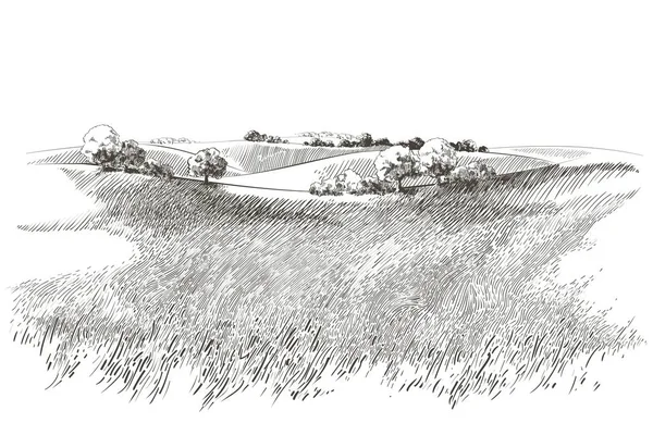 Векторний ескіз Зеленого поля трави на невеликих пагорбах. Луг, луг, лілея, луки, помел, лея, пасовище, ферма. Сільські пейзажі ландшафтна панорама сільських пасовищ. ілюстрація — стоковий вектор