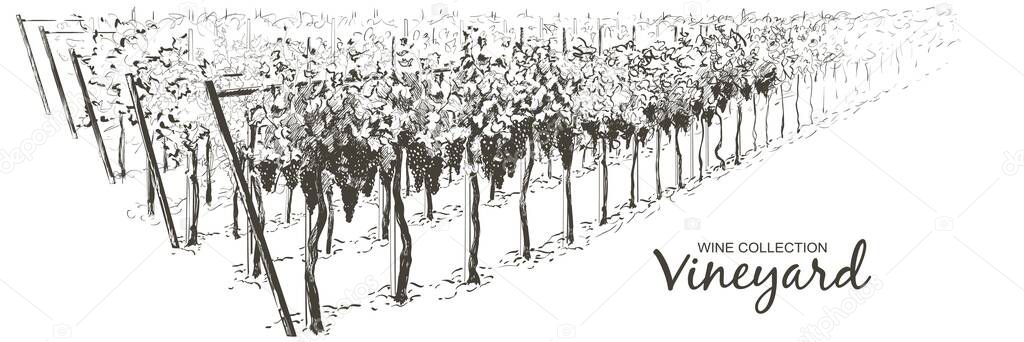 Vector Vine plantation hills landscape. Drawing of rows of vineyards with wine stains. line sketch illustration