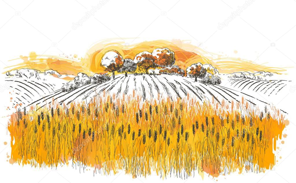 Rural summer landscape a field of ripe wheat on hills and dales in the background. A trees, plants, forest panorama. Hand drawn vector watercolor illustration.