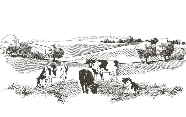 Croquis vectoriel Champ d'herbe verte sur petites collines. Prairie, alcali, lessive, prairie, pommeau, léa, pâturage, ferme. Paysage rural panorama paysager des pâturages ruraux. illustration — Image vectorielle