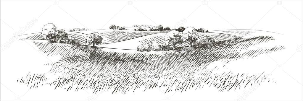 Green grass field on small hills. Meadow, alkali, lye, grassland, pommel, lea, pasturage, farm. Rural scenery landscape panorama of countryside pastures. Vector sketch illustration