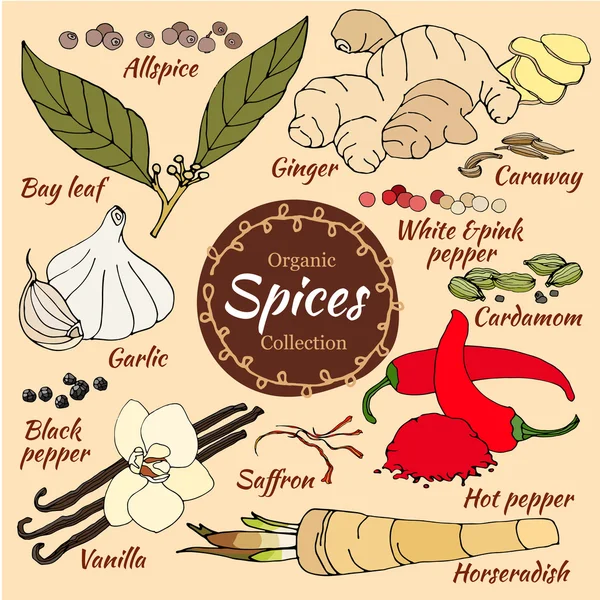 Collecte vectorielle d'épices pour aliments et cosmétiques . — Image vectorielle