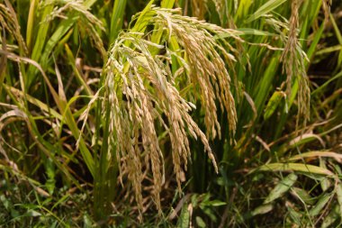 Pirinç alan olgun pirinç