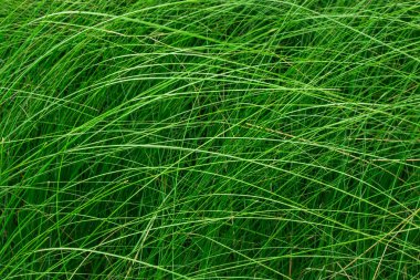 Bir çayır yüksek yeşil çim.