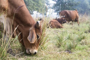 Bir Hint ineği sürüsü zebu otlağa gider.