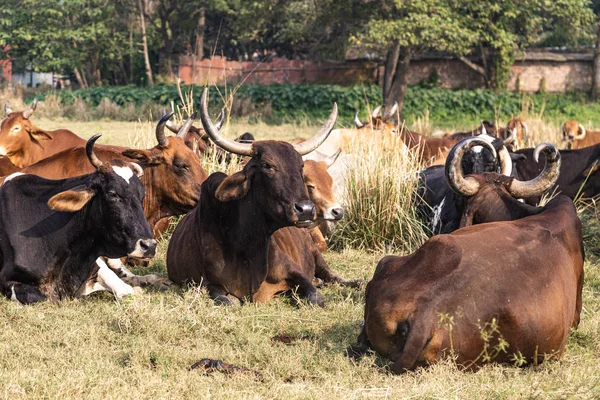 Herd of beautiful Indian sacred humpback zebu cows graze and rest in a meadow — Stock Photo, Image