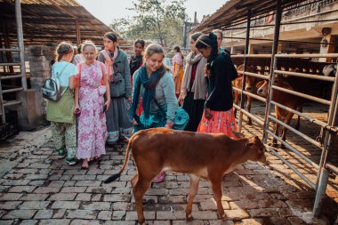 Mayapur, Batı Bengal, Hindistan - 7 Şubat 2020. Çok uluslu bir grup genç kız Hint inek çiftliğine geziye çıktı. Çocuklar kutsal Hint inekleri zebu ile ilgilenir. Yaşam tarzı