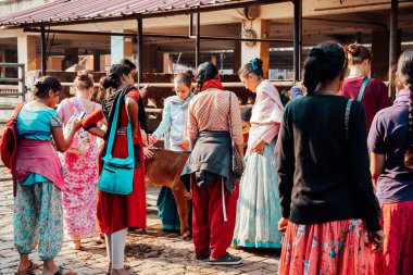 Mayapur, Batı Bengal, Hindistan - 7 Şubat 2020. Çok uluslu bir grup genç kız Hint inek çiftliğine geziye çıktı. Çocuklar kutsal Hint inekleri zebu ile ilgilenir. Yaşam tarzı