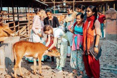 Mayapur, Batı Bengal, Hindistan - 7 Şubat 2020. Çok uluslu bir grup genç kız Hint inek çiftliğine geziye çıktı. Çocuklar kutsal Hint inekleri zebu ile ilgilenir. Yaşam tarzı