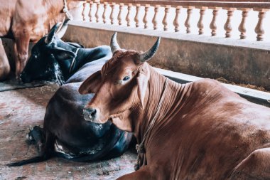 Süt ürünleri ekosisteminde güzel, bakımlı inekler. Kutsal Hindu inek zebu Goshala adında bir mandıra çiftliğinde. Hinduizm, ineklerin bakımı, yaşam tarzı.