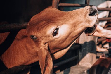 Dişi bir çiftçinin eli, mandıra ekosisteminde güzel bakımlı bir ineği temizliyor. Kutsal Hindu inek zebu Goshala adında bir mandıra çiftliğinde. Hinduizm, ineklerin bakımı, yaşam tarzı.