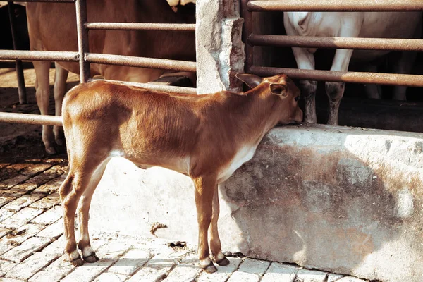 beautiful well-groomed calf on a dairy ecofarm. sacred Hindu calf of a zebu cow on a dairy farm called goshala. Hinduism, taking care of the cows, lifestyle