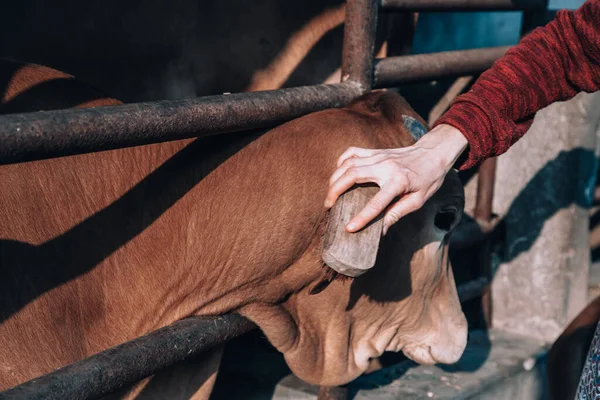 the hand of a female farmer cleans a beautiful well-groomed cow on a dairy ecofarm. sacred Hindu cow zebu on a dairy farm called goshala. Hinduism, taking care of the cows, lifestyle.