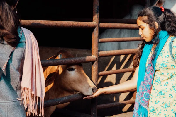 Een mooi jong tienermeisje met zwart krullend haar voedt een kalf op een milieuvriendelijke melkveehouderij. — Stockfoto