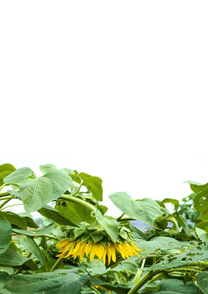 sunflowers field. Sunflower on white background, flowering sunflower, sunflower oil improves the health of the skin and promotes cell regeneration. copy space