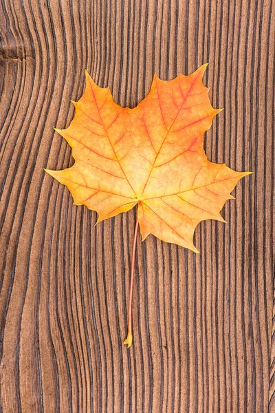 Spatřen na podzim listí. — Stock fotografie