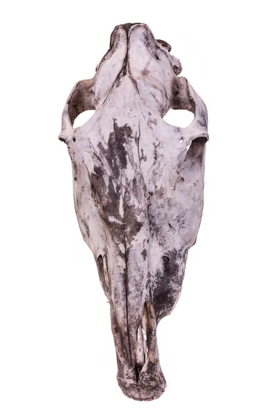 Animal skull head. — Stock Photo, Image