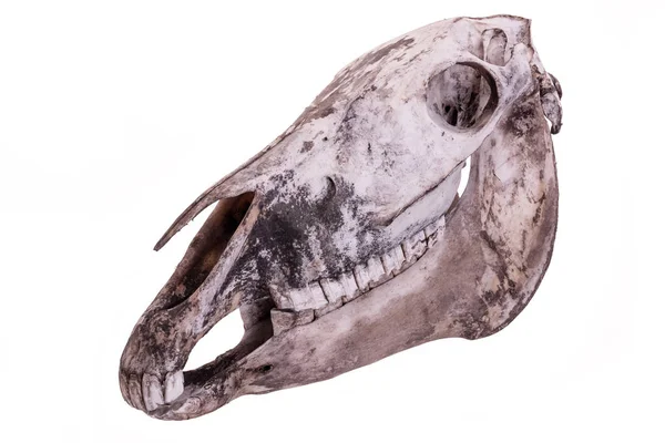 Animal skull head. — Stock Photo, Image