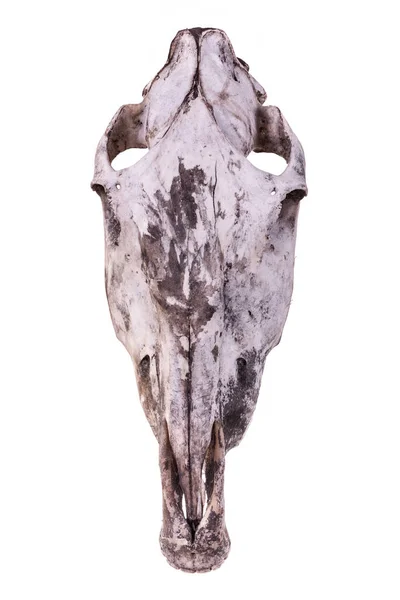 Zwierzęca czaszka głowy. — Zdjęcie stockowe