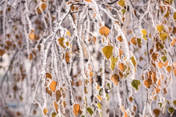 Frozen leaves for background. — Stockfoto