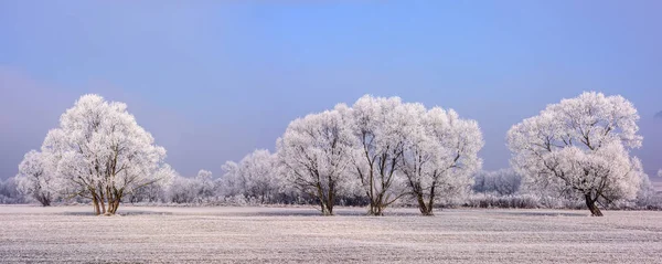 Árvores congeladas pitorescas . — Fotografia de Stock