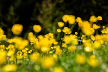 Bahar sarı dağ çiçeği, arka plan bulanık.