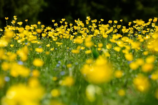 Bahar Sarı Dağ Çiçeği Arka Plan Bulanık — Stok fotoğraf