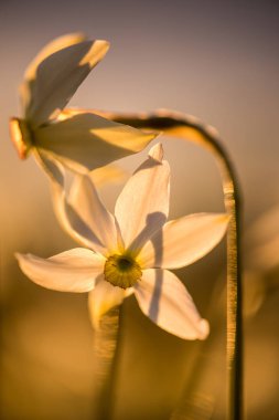 Yabani nergis Stellaris. 