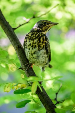 Genç Fieldfare doğada. 