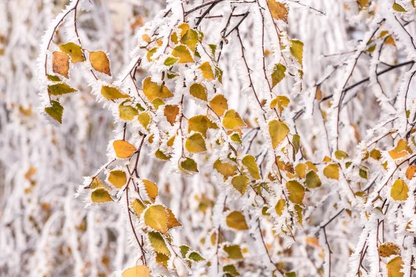 Picturesquely frozen trees. — Stock Photo, Image