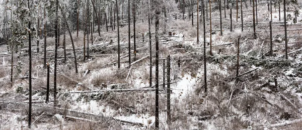 Uma Floresta Através Qual Tempestade Passou Apenas Árvores Quebradas Derrubadas — Fotografia de Stock