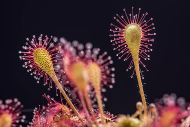 Yuvarlak yapraklı sundew. Bataklık böcekler yapışkan yapraklarda sundew (Drosera) yaşıyor.