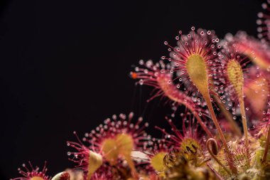 Yuvarlak yapraklı sundew. Bataklık böcekler yapışkan yapraklarda sundew (Drosera) yaşıyor.