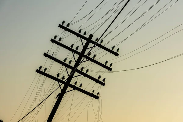 Antiguo Pilar Madera Con Línea Eléctrica Amanecer Pilón Madera Con — Foto de Stock