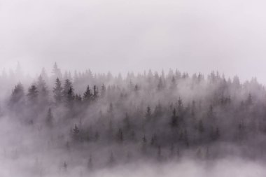 Fog above pine forests. Misty morning view in wet mountain area.  clipart