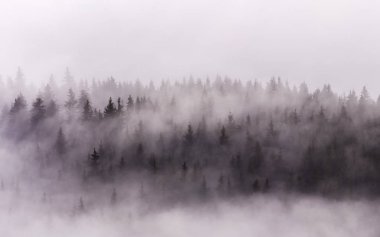 Sis çam ormanlar yukarıda. Islak dağ alan görünümünde puslu sabah. 