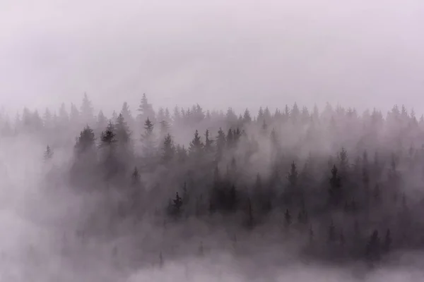 Nebel Über Kiefernwäldern Nebel Morgen Feuchter Bergregion — Stockfoto