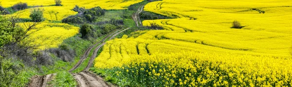 Field of blooming rapeseed. Agricultural field of rapeseed, plant for green energy.