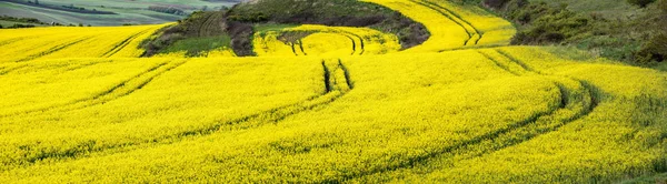 Agricultural Fields. Agricultural field of rapeseed, plant for green energy.