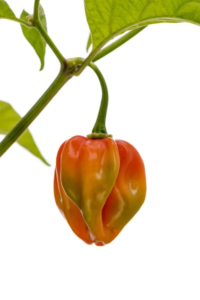 Chili Hot Pepper Vermelho Habanero Isolado Fundo Branco Muito Fortemente — Fotografia de Stock